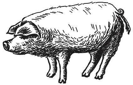 Pork